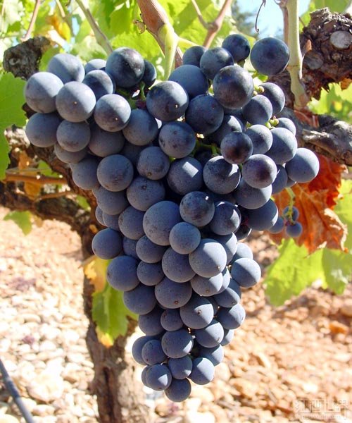 皮諾塔吉(Pinotage).jpg 皮諾塔吉(Pinotage).jpg
